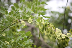 Dalbergia lanceolaria